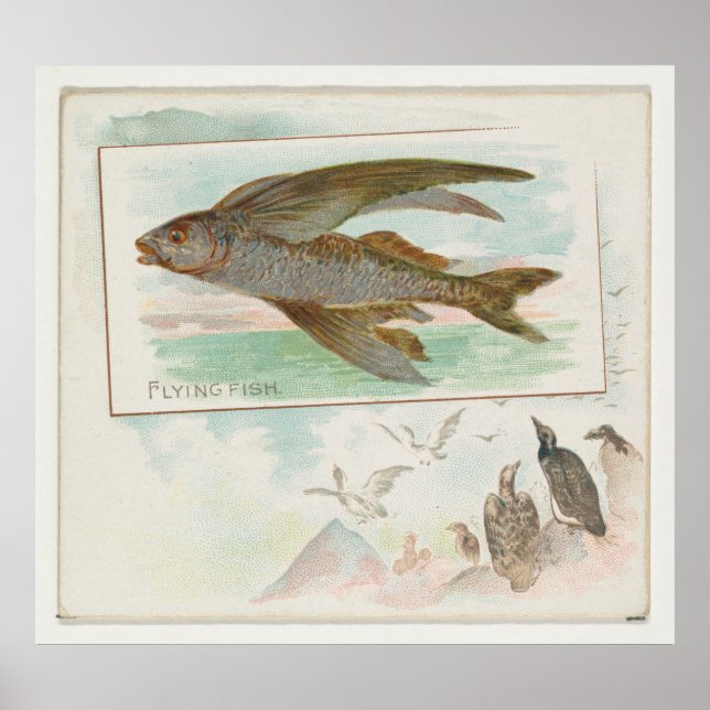 Vintage Barbados Flying Fish Illustration (1889) Poster (Front)