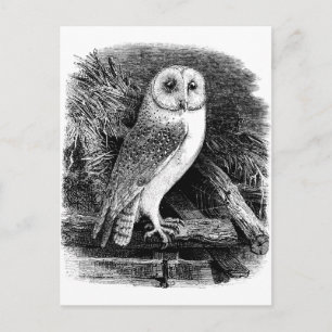 Vintage barn owl illustration postcard