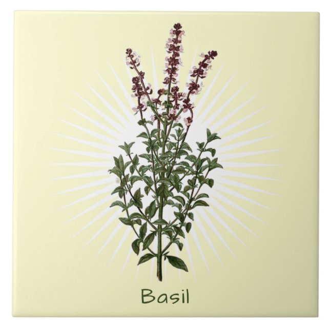 Vintage Basil Herb Botanical Art Ceramic Tile (Front)