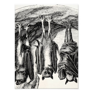 Vintage Bat 1800s Flying Fox Bat Photo Print