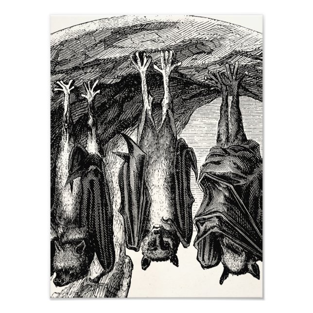 Vintage Bat 1800s Flying Fox Bat Photo Print (Front)