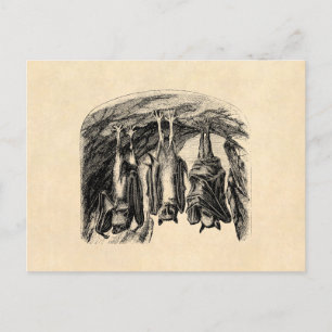 Vintage Bat 1800s Flying Fox Bat Postcard
