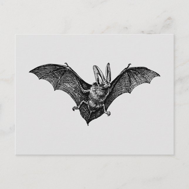 Vintage Bat Gothic Vampire Postcard (Front)