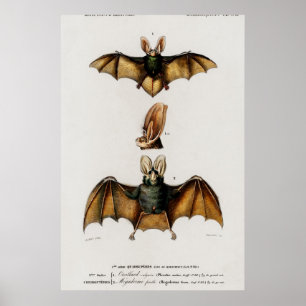 Vintage Bat Illustration Poster