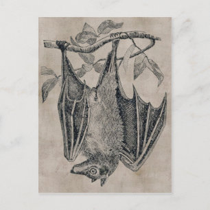 Vintage Bat Postcard