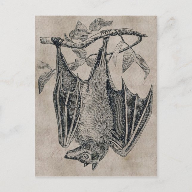 Vintage Bat Postcard (Front)