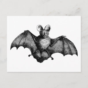 Vintage Bat Postcard