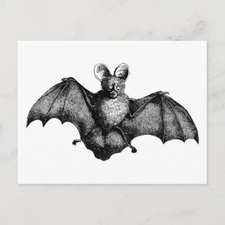 Vintage Bat Postcard