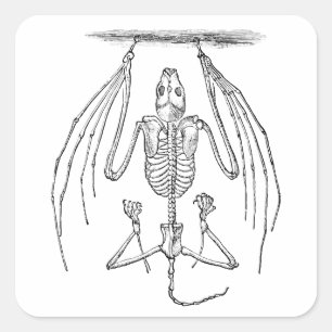 Vintage Bat Skeleton - Bats and Halloween Templat Square Sticker