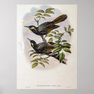 Vintage Bates’s Honey-eater by John Gould Poster
