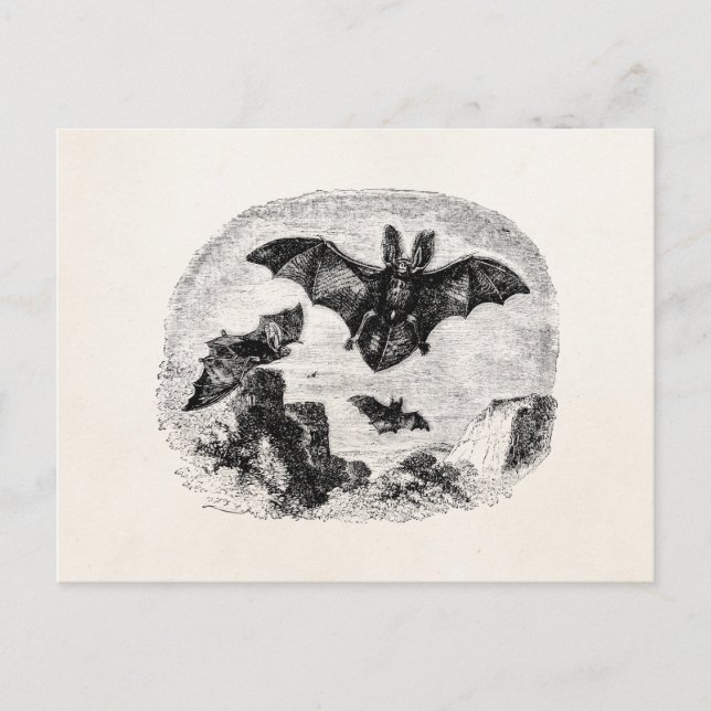 Vintage Bats Flying 1800s Big Eared Bat Drawing Postcard (Front)
