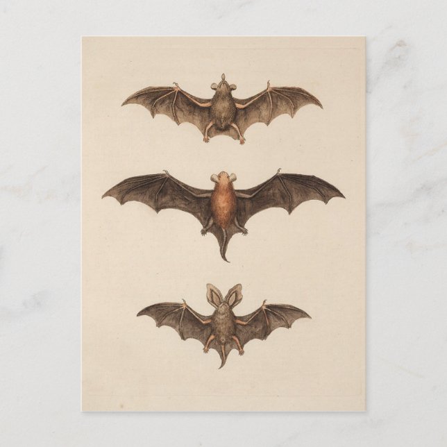 Vintage Bats Halloween Postcard (Front)