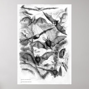 Vintage Bats Print