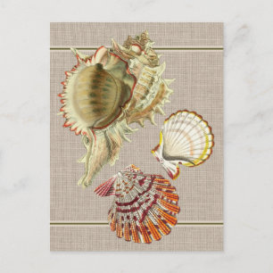 Vintage Beach Seashells Postcard
