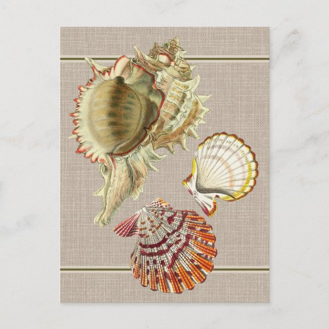 Vintage Beach Seashells Postcard (Front)