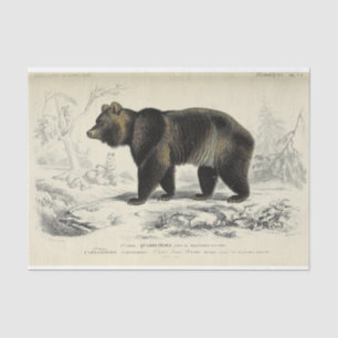 Vintage Bear Ephemera Decoupage French Script Tissue Paper