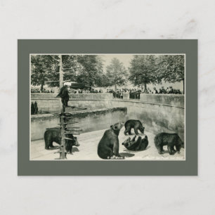 Vintage bear pit in Bern (Berne) Switzerland photo Postcard
