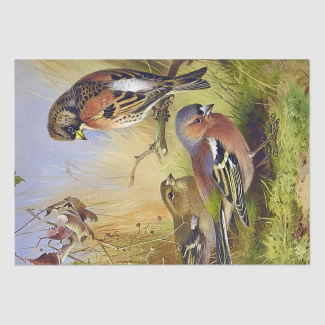 Vintage Beautiful Birds Bramblings & Chaffinch Tissue Paper (Front)
