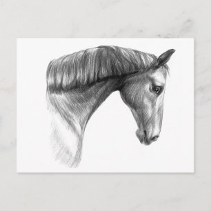 Vintage Beautiful Dark Horse Postcard