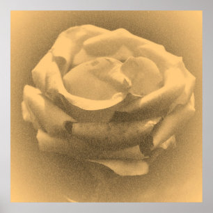 Vintage Beautiful Pink Rose Close-up Poster