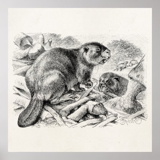 Vintage beaver hunt