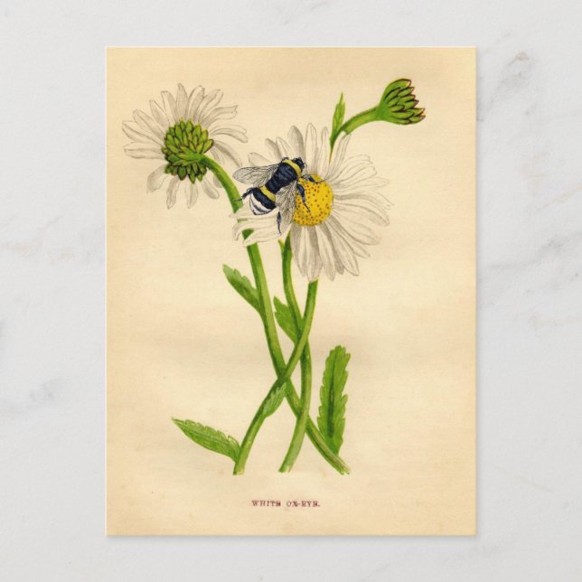 Vintage Bee and Daisy Postcard (Front)