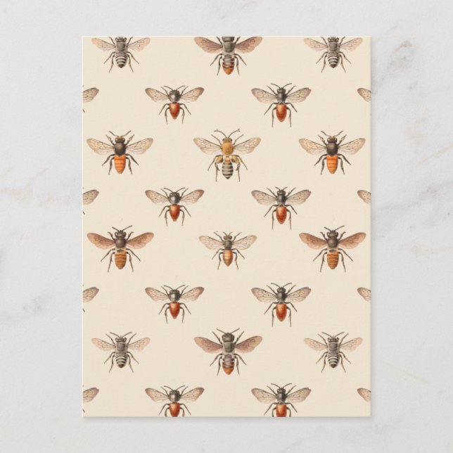 Vintage Bee Illustration Pattern Postcard (Front)