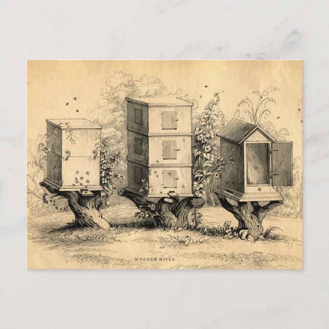 Vintage Beekeeping Beehives Beehive Postcard (Front)