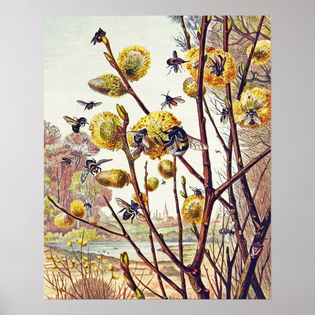 Vintage Bees Insects Spring Willow Blossom Small Poster (Front)