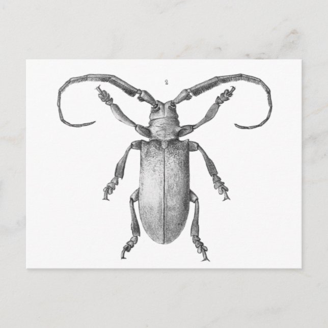 Vintage beetle illustration card (Front)