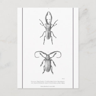 Vintage beetle illustration card