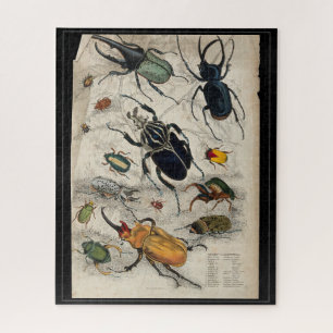 Vintage Beetle Insect Study Illustration Jigsaw Puzzle
