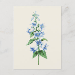 Vintage Bellflower by Pierre Joseph Redoute Postcard