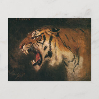 Vintage Bengal Tiger Big Cat Roaring, Wild Animal Postcard
