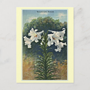 Vintage Bermuda Lilies, Bermuda Postcard