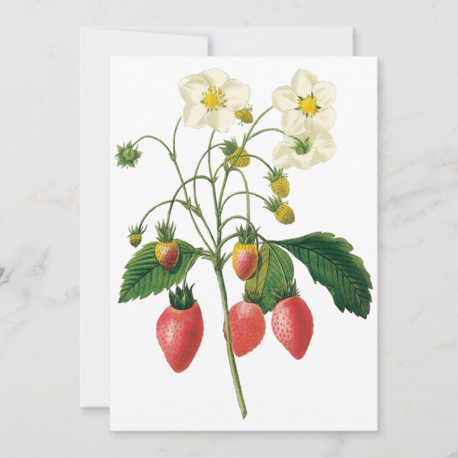 Vintage Berries Strawberries by Redoute Invitation (Front)