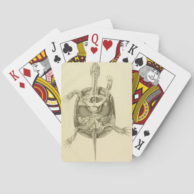 Vintage Biological Turtle Anatomy Playing Cards (Back)