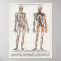Vintage Biology Antique Lithograph Des Menschen