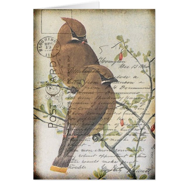 Vintage Bird (Front)