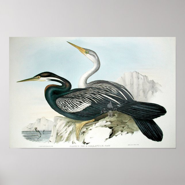 Vintage Bird Art Poster (Front)
