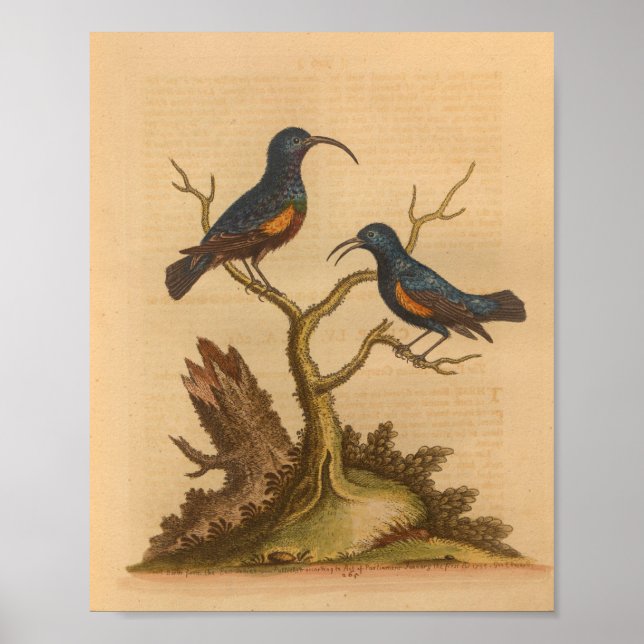 Vintage Bird Blue Orange Print (Front)