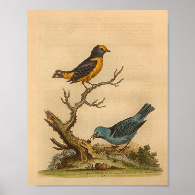 Vintage Bird Blue Orange Print (Front)