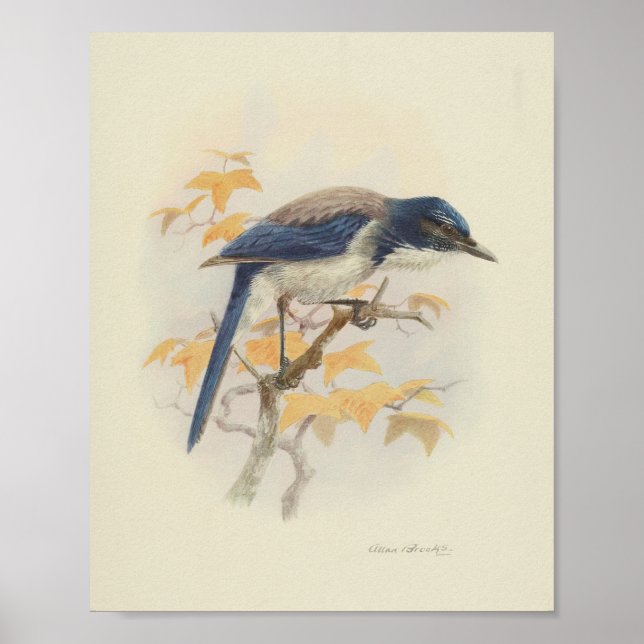 Vintage Bird Blue White Print (Front)