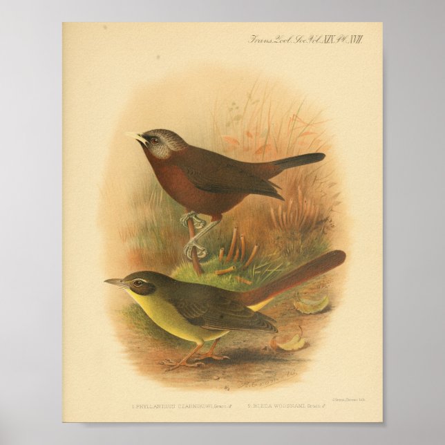 Vintage Bird Brown Yellow Print (Front)