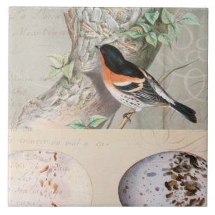Vintage Bird Collage Egg Botanical Script Ephemera Tile