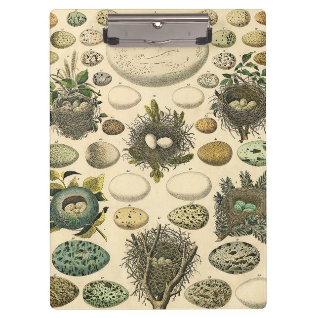 Vintage Bird Egg Nest Art Painting Eggs Clipboard (Front)