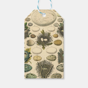 Vintage Bird Egg Nest Art Painting Eggs Gift Tags
