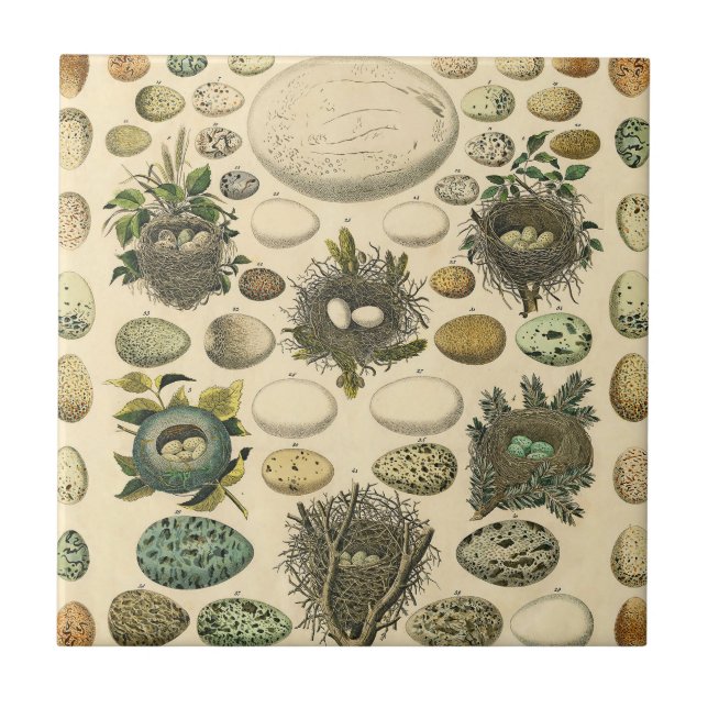 Vintage Bird Egg Nest Art Painting Eggs Tile (Front)