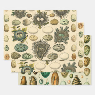 Vintage Bird Egg Nest Art Painting Eggs Wrapping Paper Sheet