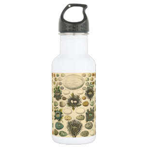 Vintage Bird Egg Nest Art Painting Natural History 532 Ml Water Bottle